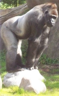 Unrühmlich berühmt: der Gorilla Bokito