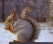 Eichhörnchen - im Litauischen Namensvetter des Regierenden Bürgermeisters von Berlin